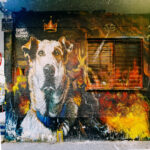 Star Persona’s ‘Loukanikos’: A Rock Tribute to a Fearless Riot Dog