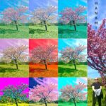 “Hanami” by Mark J Soler: A Breathtaking Pause in Bloom